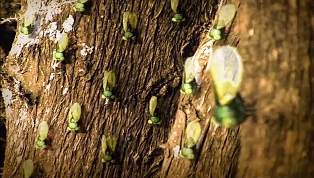 زندگی حشرات - فصل 1 قسمت 13