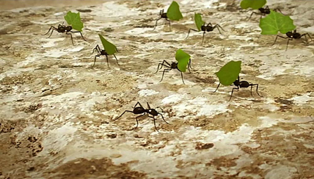 زندگی حشرات - فصل 1 قسمت 15