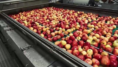 میوه ها روی درخت مانده اند - فصل 1 قسمت 5: صادرات تنهاترین راه