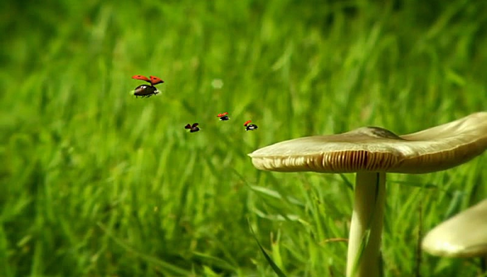 زندگی حشرات - فصل 1 قسمت 18