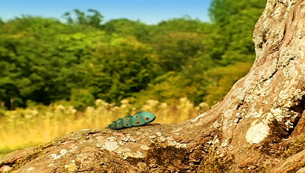 زندگی حشرات - فصل 1 قسمت 19