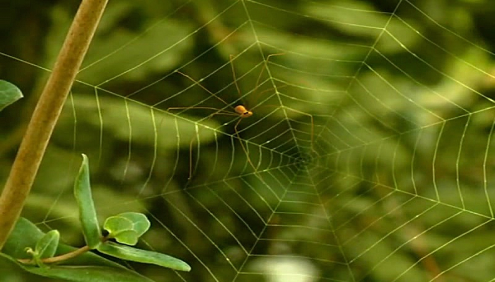 زندگی حشرات - فصل 1 قسمت 20