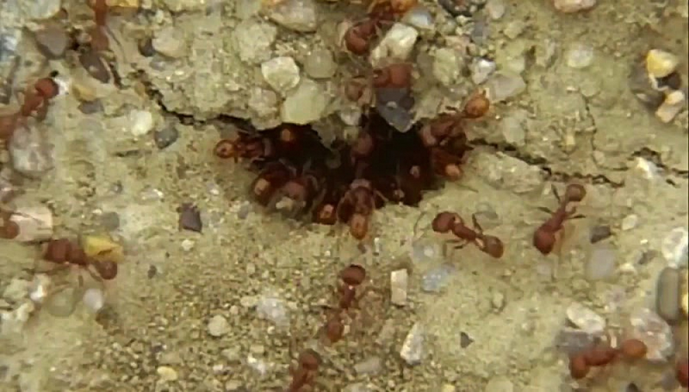 قطار دایناسورها - فصل 3 قسمت 2