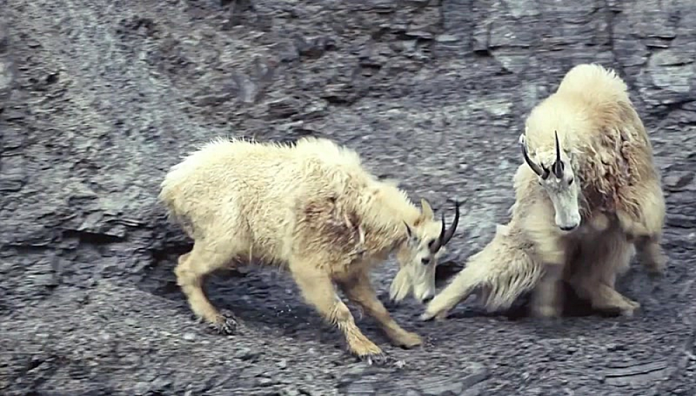 قطار دایناسورها - فصل 3 قسمت 6