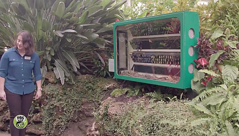 محله دانیل ببر کوچولو - فصل 4 قسمت 10