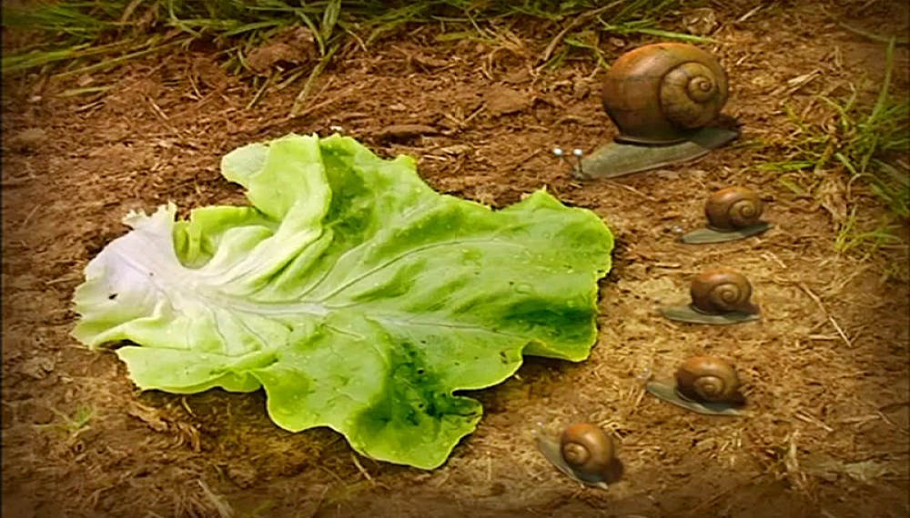 زندگی حشرات - فصل 1 قسمت 23