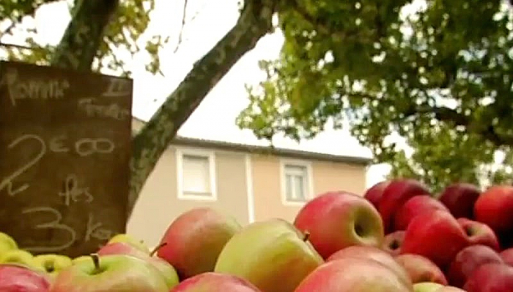 زندگی حشرات - فصل 1 قسمت 25