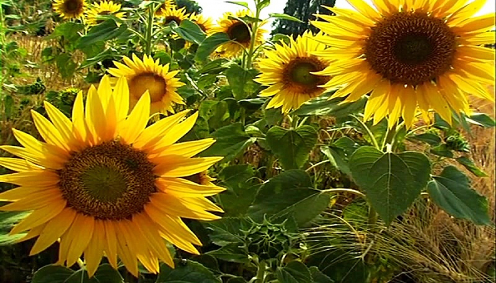 زندگی حشرات - فصل 1 قسمت 26