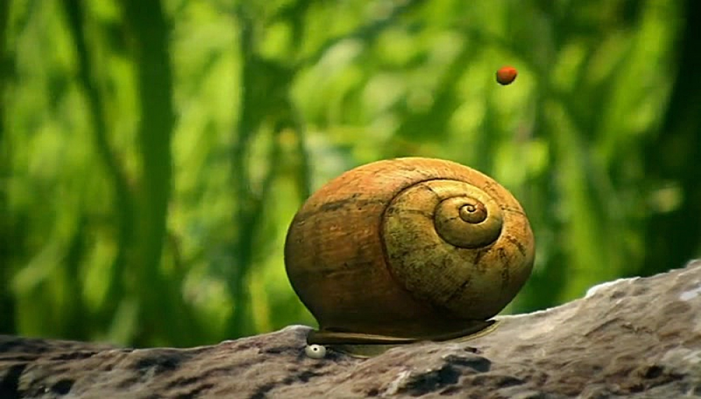 زندگی حشرات - فصل 1 قسمت 29