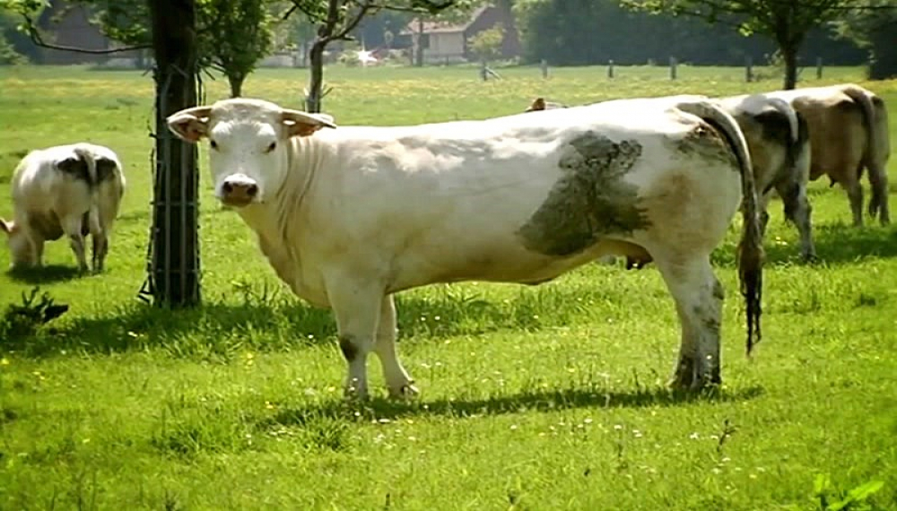 زندگی حشرات - فصل 1 قسمت 30