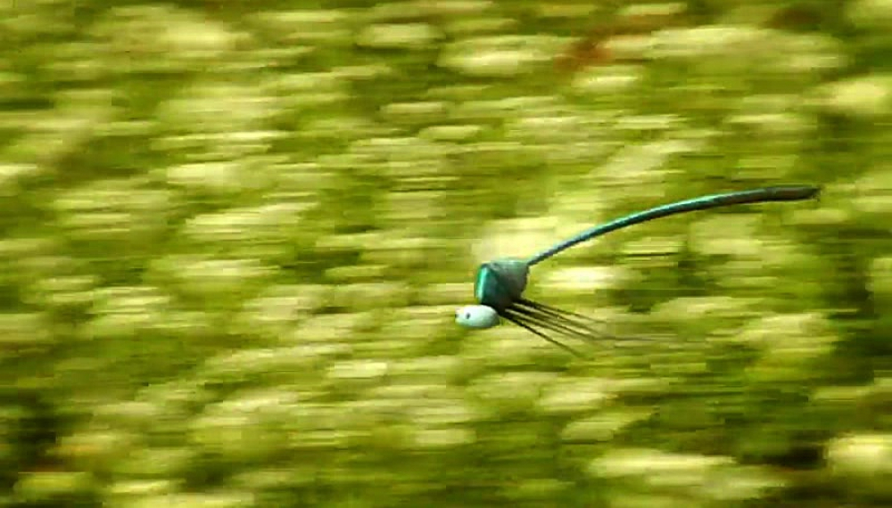 زندگی حشرات - فصل 1 قسمت 33