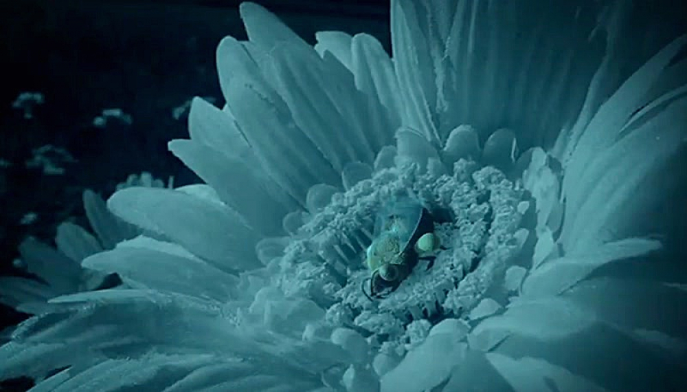 زندگی حشرات - فصل 1 قسمت 35