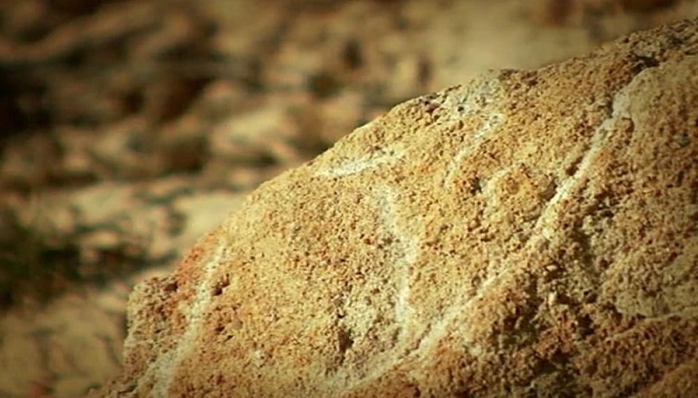 زندگی حشرات - فصل 1 قسمت 36