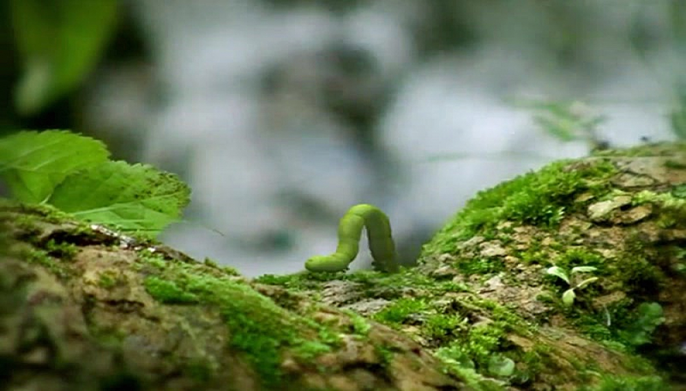 زندگی حشرات - فصل 1 قسمت 38