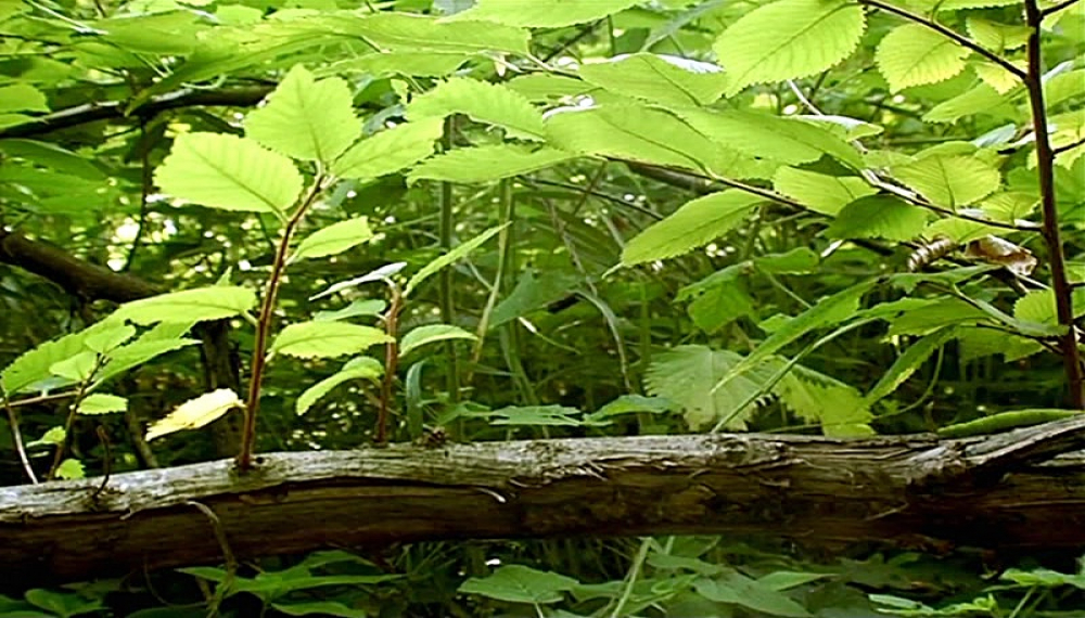 زندگی حشرات - فصل 1 قسمت 40