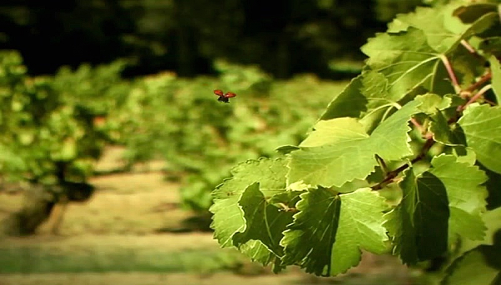 زندگی حشرات - فصل 1 قسمت 42