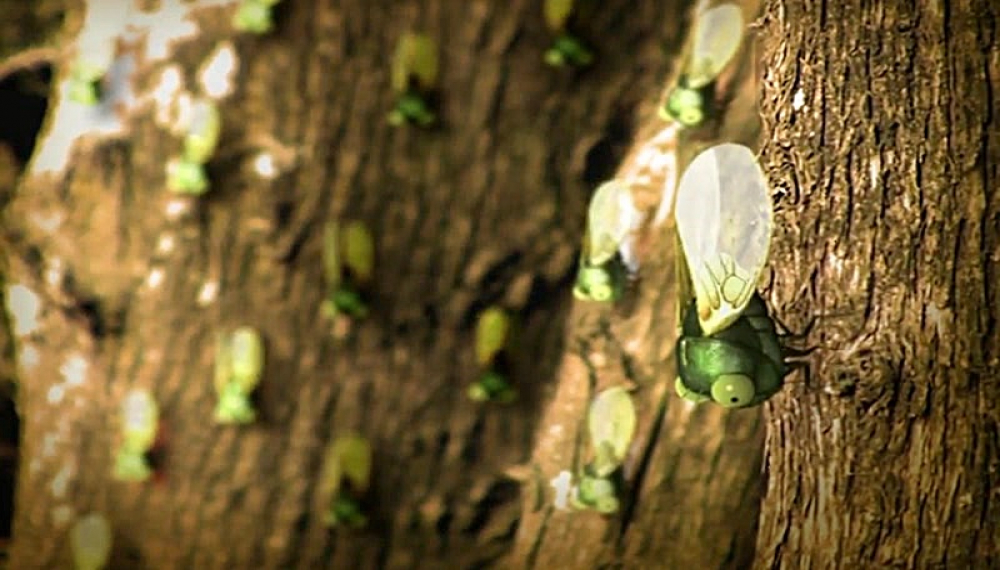 زندگی حشرات - فصل 1 قسمت 43