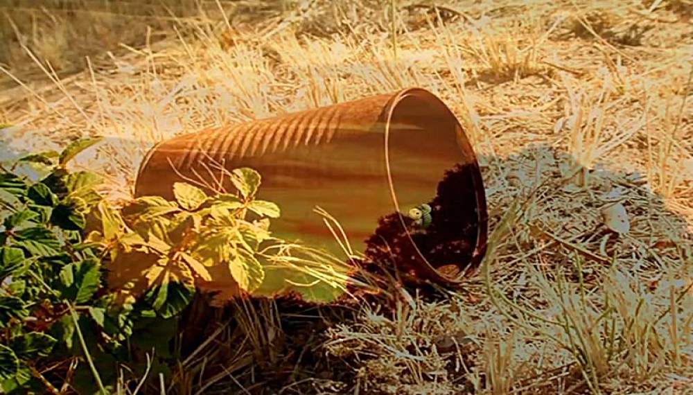 زندگی حشرات - فصل 1 قسمت 47