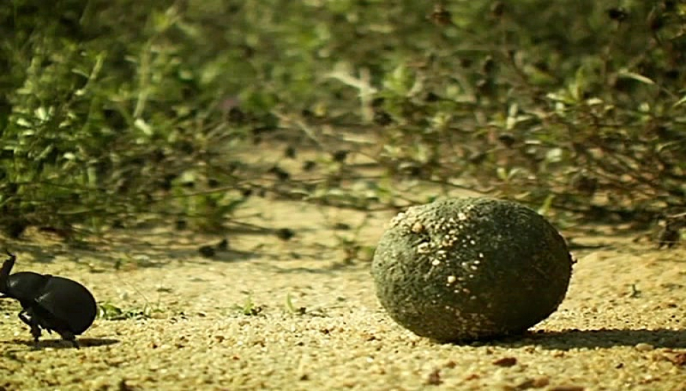 زندگی حشرات - فصل 1 قسمت 50