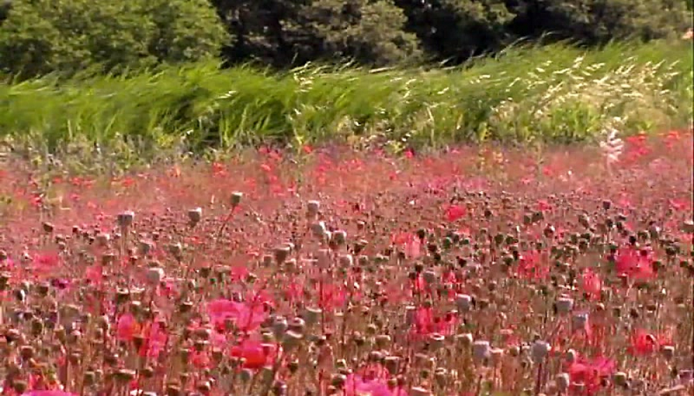 زندگی حشرات - فصل 1 قسمت 57