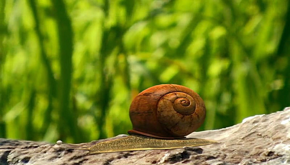 زندگی حشرات - فصل 1 قسمت 60