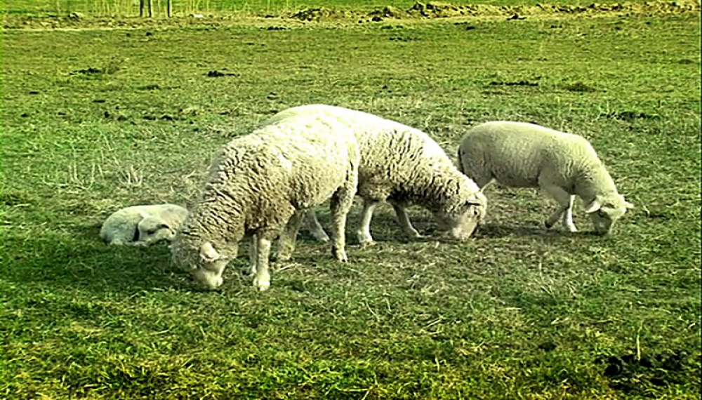 زندگی حشرات - فصل 1 قسمت 61