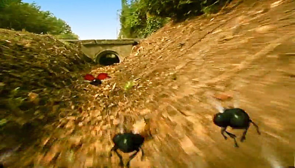 زندگی حشرات - فصل 1 قسمت 66