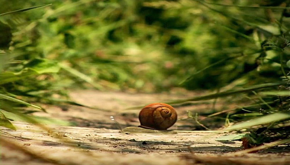 زندگی حشرات - فصل 1 قسمت 67