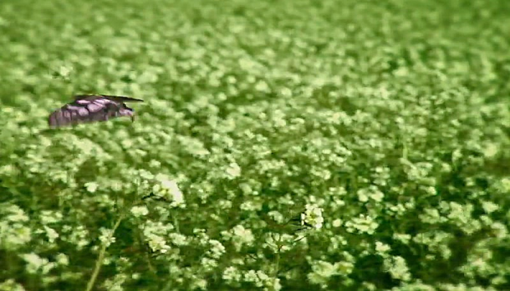 زندگی حشرات - فصل 1 قسمت 69