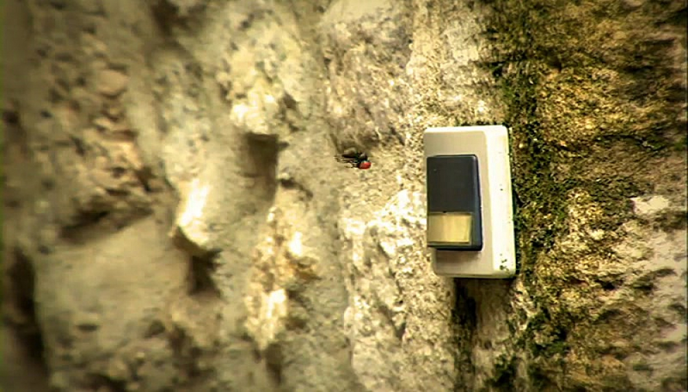 زندگی حشرات - فصل 1 قسمت 70