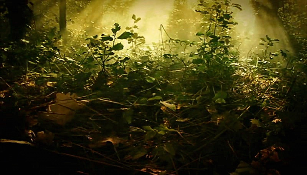 زندگی حشرات - فصل 1 قسمت 73