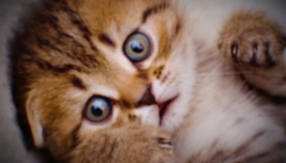 دنیای شگفت انگیز گامبال - فصل 2 قسمت 19