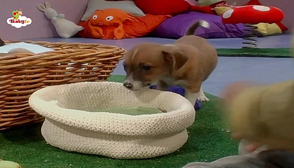 بیبی تی وی - فصل 1 قسمت 18