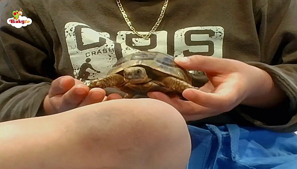 بیبی تی وی - فصل 1 قسمت 20