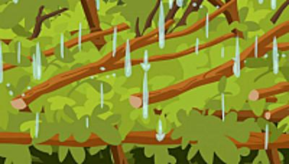 گربه طبیعت - فصل 1 قسمت 43