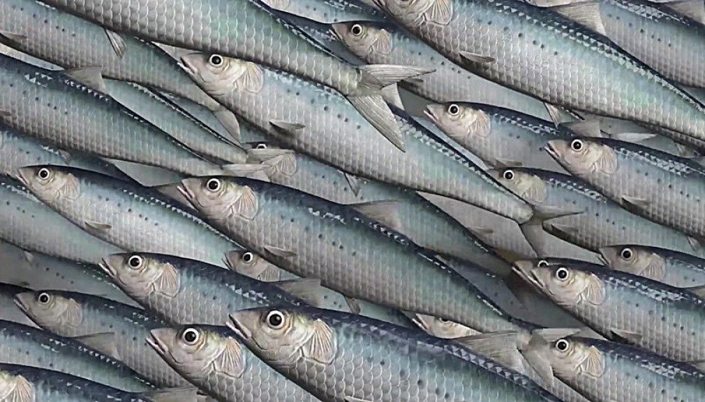 شین سرآشپز - فصل 1 قسمت 43