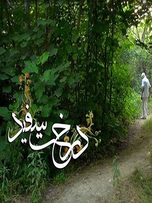 درخت سفید